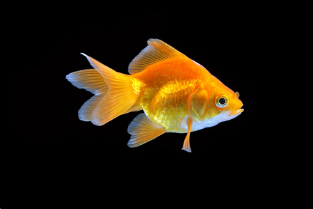 Gold Fish aquarium pet swimming in waterの写真素材
