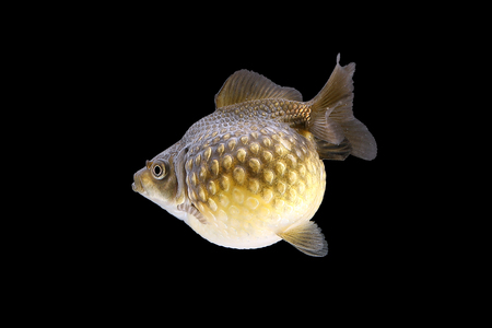Gold Fish aquarium pet swimming in water