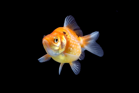 Gold Fish aquarium pet swimming in waterの写真素材