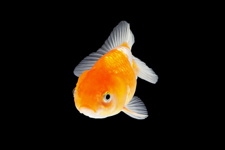Gold Fish aquarium pet swimming in waterの写真素材
