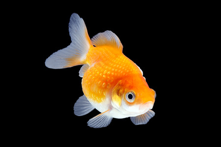 Gold Fish aquarium pet swimming in waterの写真素材