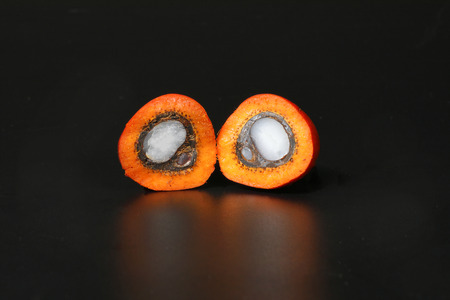 Oil Palm Fruit ripe whole products foodの写真素材