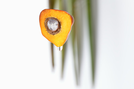 Oil Palm Fruit ripe whole products foodの写真素材