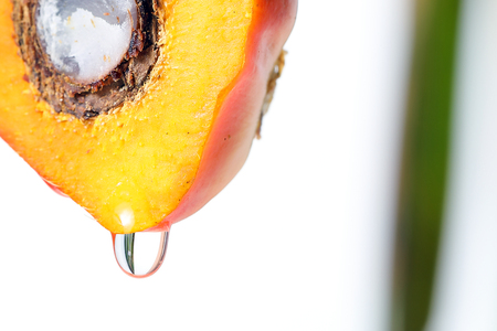 Oil Palm Fruit ripe whole products foodの写真素材