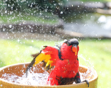 Red Black Colorful Parrot Parakeet bath water splashの写真素材