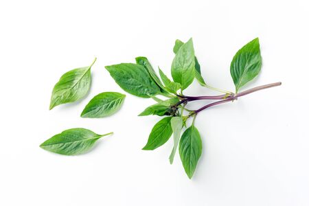 Asian Thai basil fragrant green herb on white background の写真素材