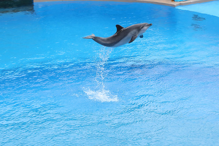 OCEAN PARK, HONG KONG-FEBRUARY 17, 2018 - One of the key attraction of Hong Kong Ocean Park is the amazing sea lion and dolphin show. Wowing both adults and children.のeditorial素材