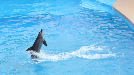 OCEAN PARK, HONG KONG-FEBRUARY 17, 2018 - One of the key attraction of Hong Kong Ocean Park is the amazing sea lion and dolphin show. Wowing both adults and children.のeditorial素材
