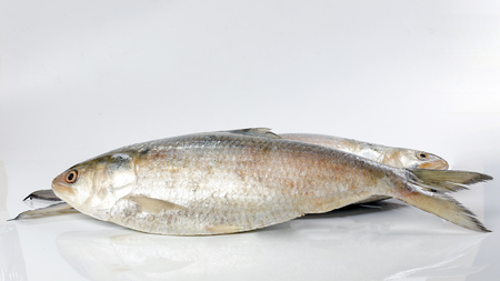 Tenualosa ilisha  hilsa herring terbuk fish on white background の写真素材