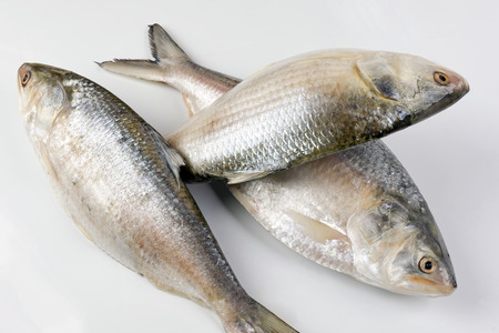 Tenualosa ilisha  hilsa herring terbuk fish on white backgroundの写真素材
