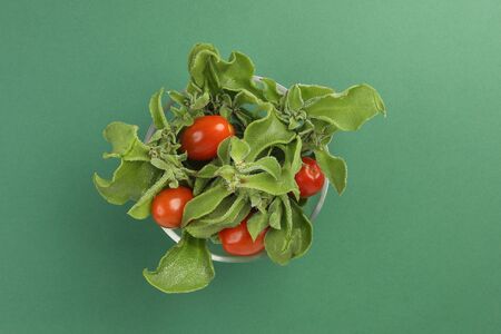 Ice plant vegetable greed frosty leaf
