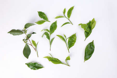 different types of fresh raw green tea leaf flower bud on white backgroundの写真素材