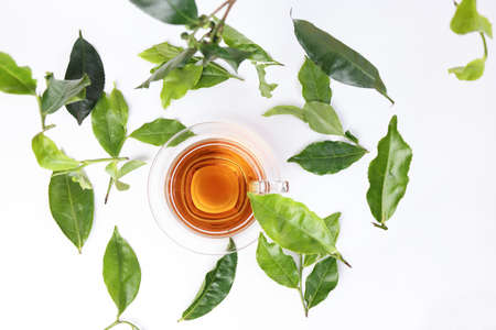 different types of fresh raw green tea leaf flower bud dropping floating elevated over transparent glass teacup saucer liquid tea on white background top viewの写真素材
