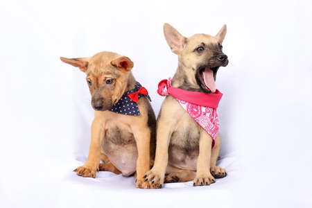 Two Cute puppy wearing scarf  on white background