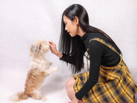 Young attractive Asian woman playing feeding tricks cute little furry dogの写真素材