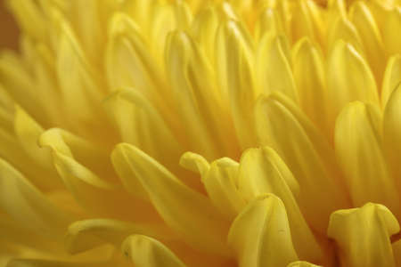 Large yellow chrysanthemum mum flower closeup macro