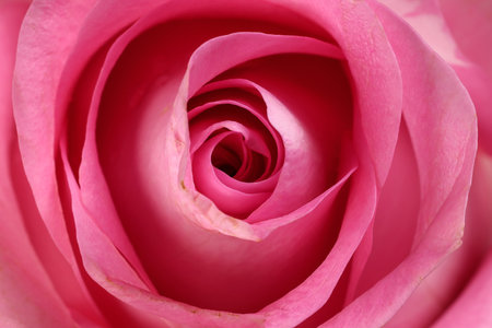 Pink rose flower closeup macro petals circleの写真素材