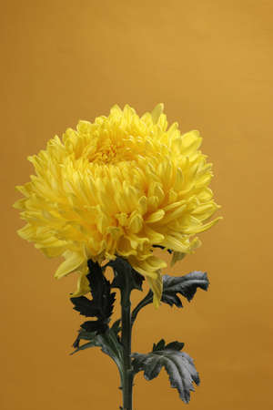 Large yellow chrysanthemum mum flower closeup macro on yellow backgroundの写真素材