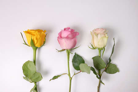 Colorful variety rose flower on white background light pinkish pink yellow white on white background