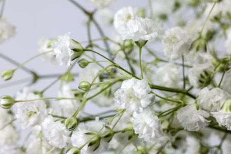 Small white busy baby breath flower bunch on white backgroundの写真素材