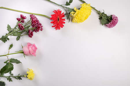 Daisy chrysanthemum mum rose baby breath flower red yellow pink purple violet on white background...