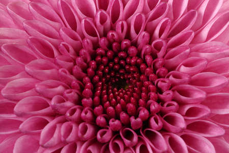 Large violet purple chrysanthemum mum flower closeup macro