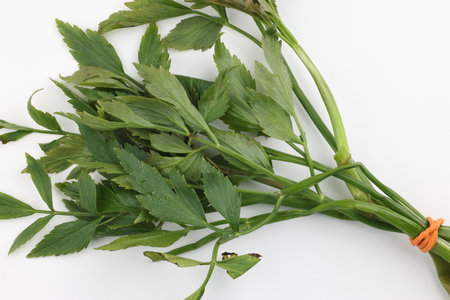 Malaysian Malay herbal leafy appetizer dish daun ulam raja selom lovage on white backgroundの写真素材