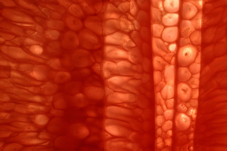 Ruby red grapefruit pulp orange cross section macro closeup backlight on white backgroundの写真素材