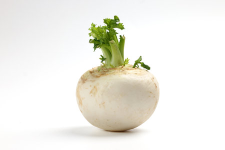 Small white round snowball radish on white backgroundの写真素材