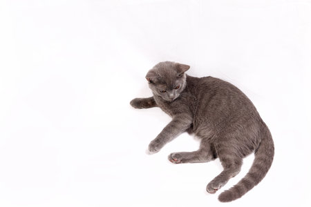 Blue grey British shorthair pet cat resting sitting playing on while backgroundの写真素材
