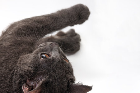 Blue grey British shorthair pet cat resting sitting playing on while backgroundの写真素材