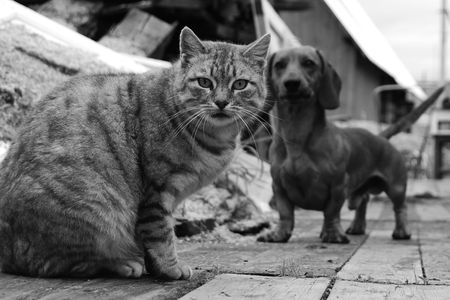 Black & white portrait of a cat, with a dog behind
