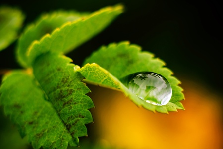 Macro photography. Green leaf with a big water drop.