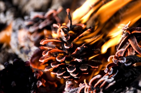 Pine cone in tongues of the flame.の写真素材