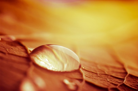 Macro photograph of the droplet of water on the autumn leaf.の写真素材