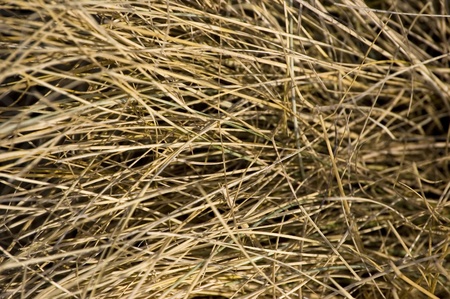 Closeup of dry gray grass showing textureの写真素材