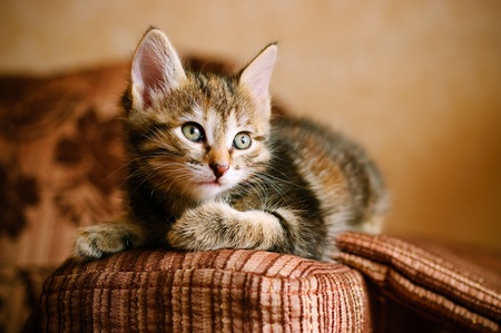 The small fluffy kitten lies and dreamsの写真素材