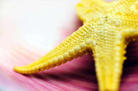 Closeup of starfish lying on the shell.の写真素材