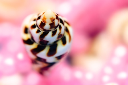 Macro photograph of the little sea shell. DOF is shallow.の写真素材