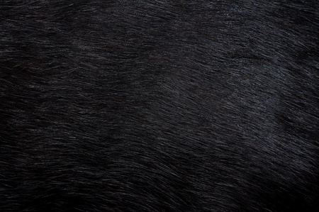 Cats black fur.の写真素材