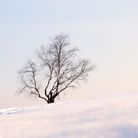 Lonely birch on the snowy slope.の写真素材