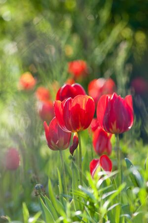 Red tulips in the backlight of sun.の写真素材