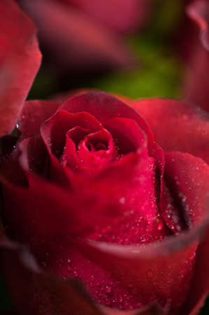 Red rose close up  Background の写真素材