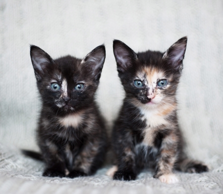 Close portrait of two pretty kittens