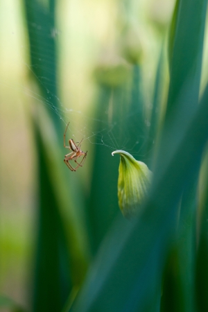 Spider on the web in garden