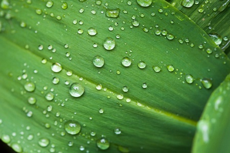 Green leaf close up with rain dropsの写真素材