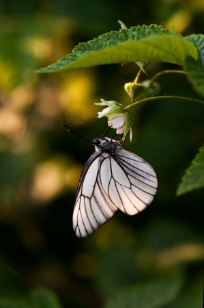Close up photograph of the butterflyの写真素材