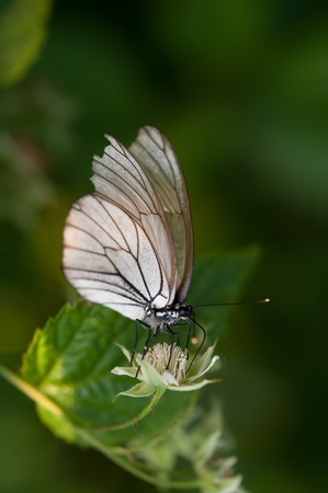 Close up photograph of the butterflyの写真素材