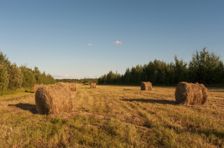 rolls of mowed hay on the fieldの写真素材