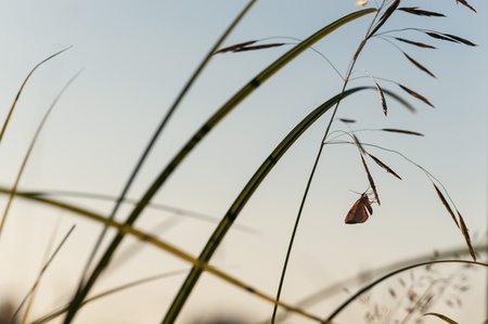 Silhouette of a butterfly on a grass after sunsetの写真素材
